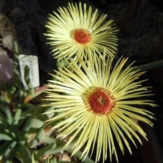Yellow Cephalophyllum Pillansii Flower Seeds for Planting – Heirloom, Non-GMO, High Germination
