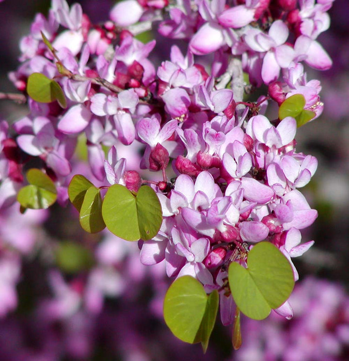 Redbud Flower Seeds for Planting – Fragrant Blossoms, Heirloom, Non-GMO, High Germination