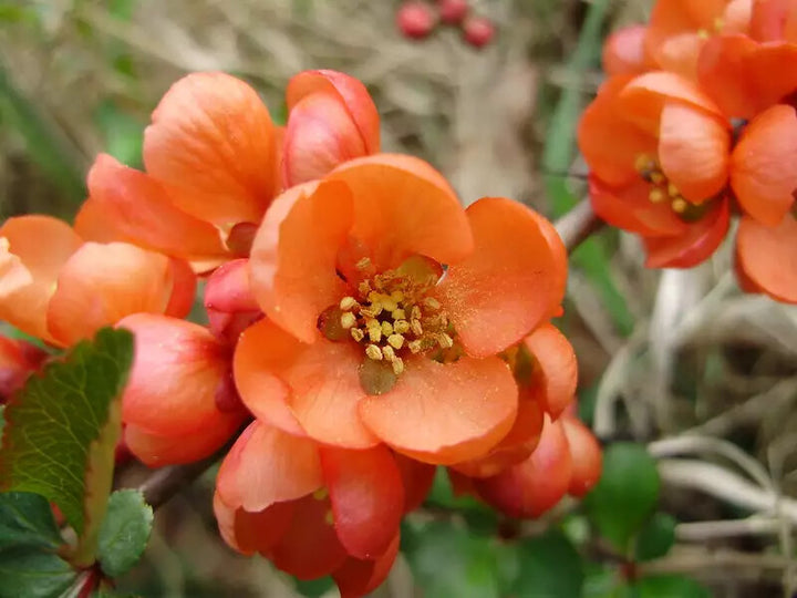Orange Chaenomeles Flower Seeds for Planting – Heirloom Non-GMO, High Germination Organic Garden Seeds
