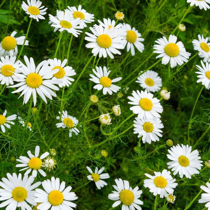 Chamomile Flower Seeds for Planting – Heirloom, Non-GMO, High Germination Organic Garden Seeds