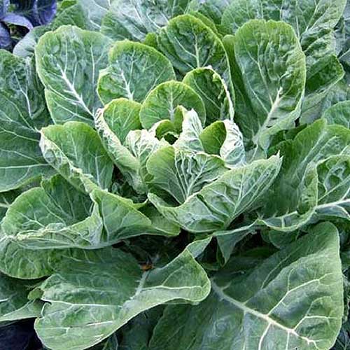 Green Collard Flower Seeds for Planting – Heirloom Non-GMO, High Germination Organic Garden Seeds