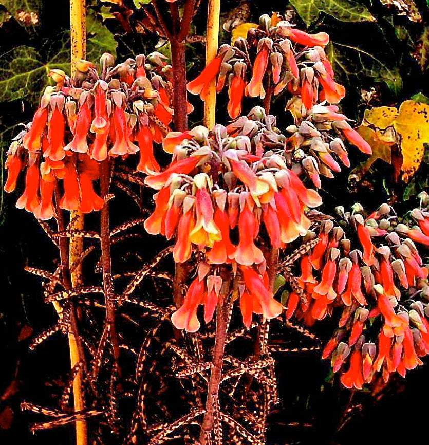 Chandelier Flower Seeds for Planting – Heirloom, Non-GMO Cottage Garden Essential, High Germination