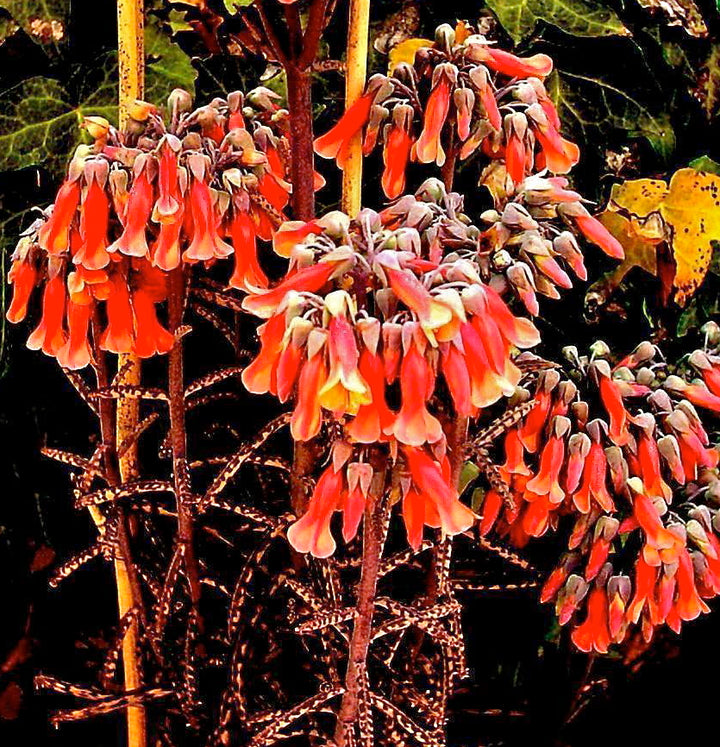 Chandelier Flower Seeds for Planting – Heirloom, Non-GMO Cottage Garden Essential, High Germination