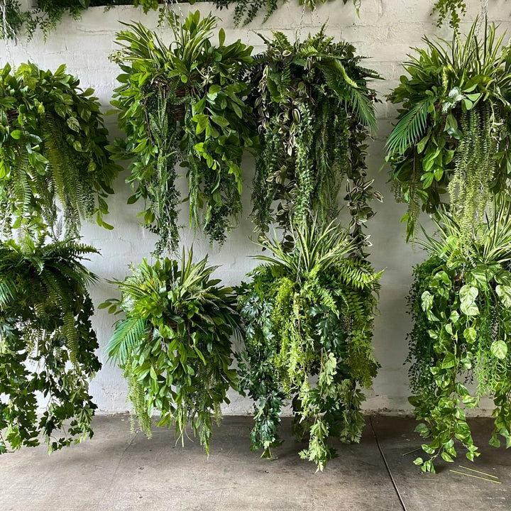 Green Chandelier Seeds for Planting – Heirloom, Non-GMO, High Germination, Perfect for Borders