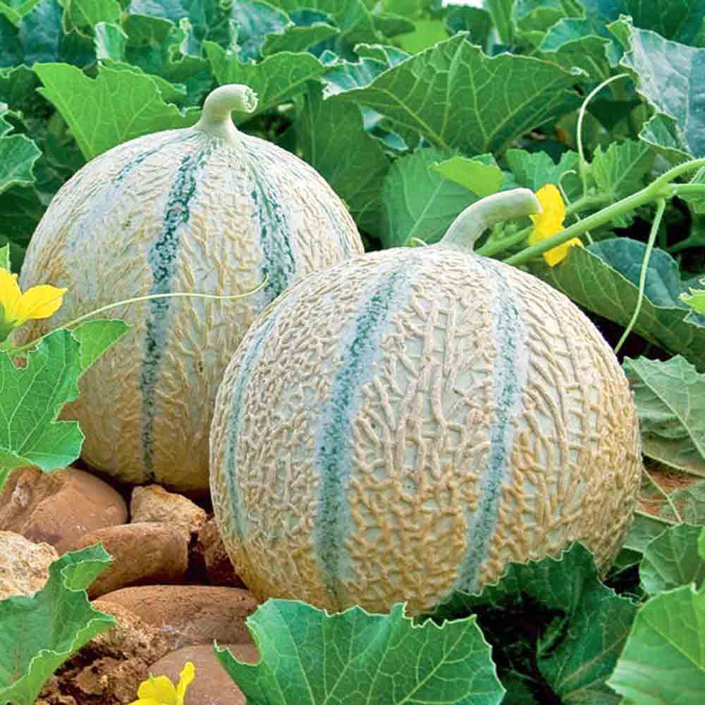 Charentais Melon Fruit seeds for planting – Heirloom & Non-GMO Garden seeds