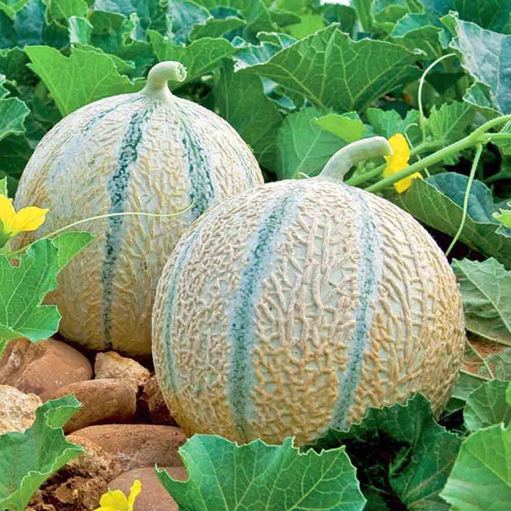 Charentais Melon Fruit seeds for planting – Heirloom & Non-GMO Garden seeds