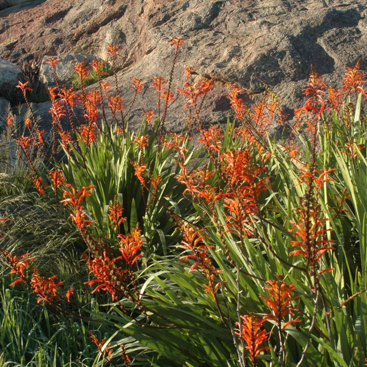 Orange Chasmanthe Herb Seeds for Planting – Heirloom, Non-GMO, Organic Garden Seeds with High Germination