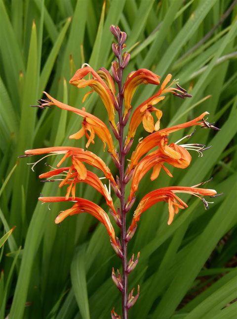 Orange Chasmanthe Herb Seeds for Planting – Heirloom, Non-GMO, Organic Garden Seeds with High Germination