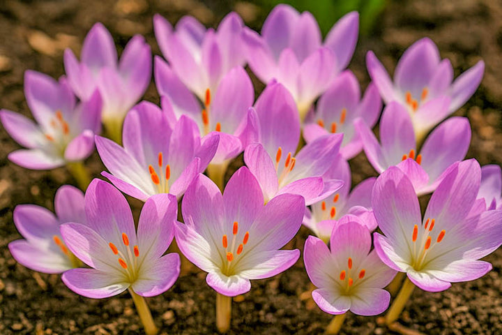 Light Pink Crocus Flower Seeds for Planting – Heirloom Non-GMO, High Germination Organic Garden Seeds