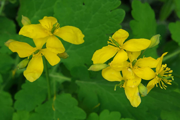 Chelidonium Flower Seeds for Planting Heirloom Non-GMO High Germination Organic Garden Seeds