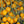 Yellow Tomato Vegetable Seeds for Planting – Heirloom & Non-GMO Garden Seeds for Sweet Summer Harvests