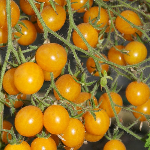 Yellow Tomato Vegetable Seeds for Planting – Heirloom & Non-GMO Garden Seeds for Sweet Summer Harvests
