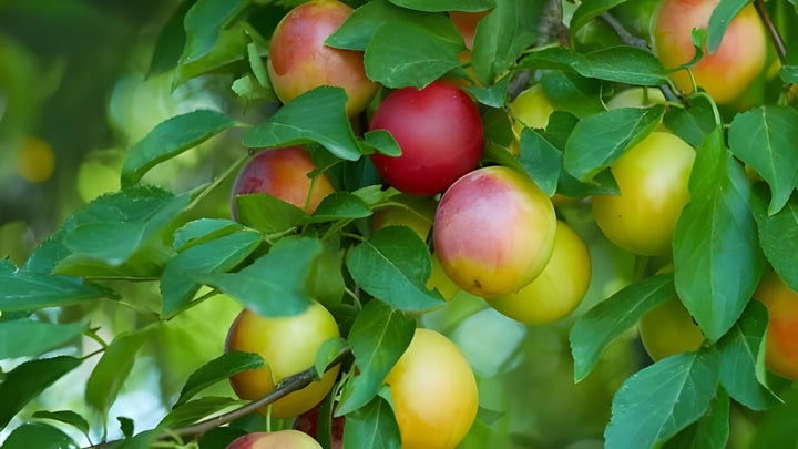 Cherry Plum Fruit Seeds – Heirloom, Non-GMO Seeds for Juicy Home Garden Tree Planting