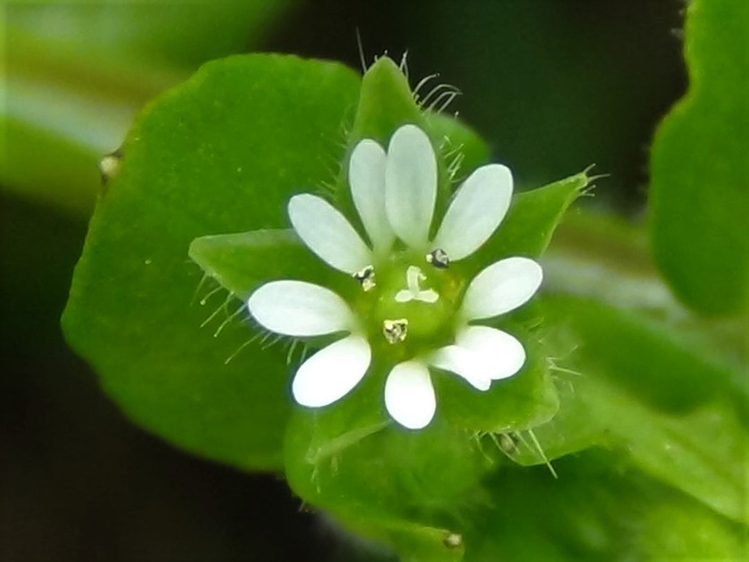 Chickweed Flower Seeds for Planting – Bright Blooms Heirloom Non-GMO Seeds for Home Garden