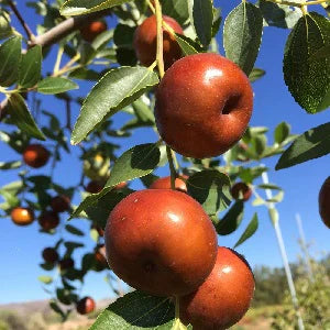 Fruit Seeds,Garden seeds, Seeds For Planting,Plant Seeds