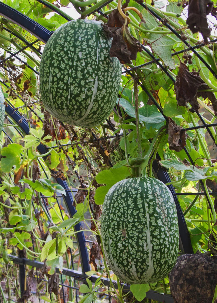 Fig Leaf Gourd (Chilacayote) Seeds for Planting – Heirloom, Non-GMO, Rare Asian Pumpkin – High Germination