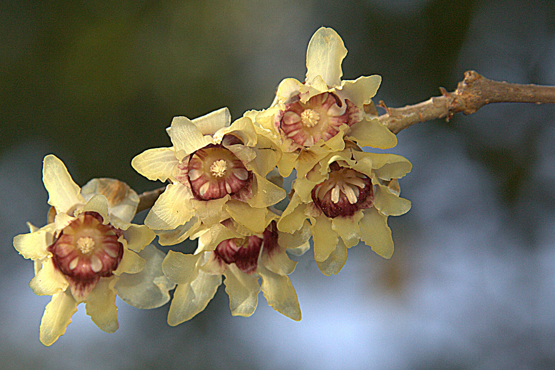 Yellow Chimonanthus Flower Seeds for Planting – Heirloom Non-GMO, High Germination Organic Garden Seeds
