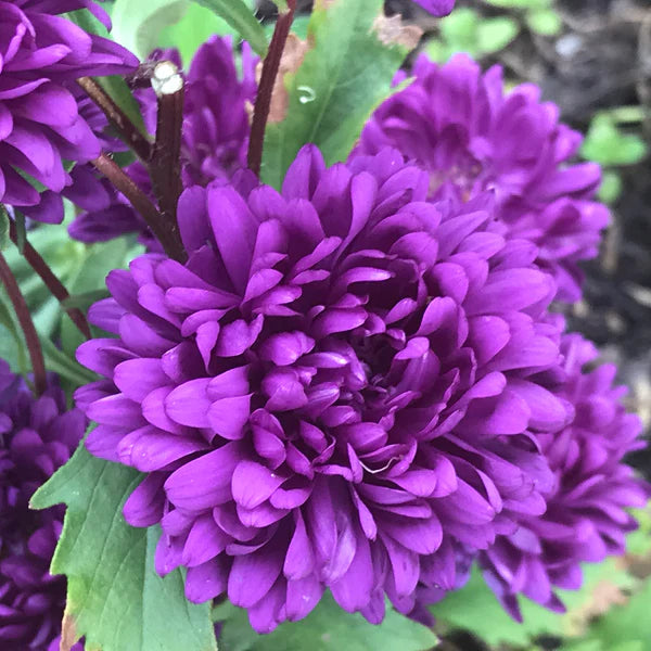 Dark Purple Aster Flower Seeds for Planting – Heirloom, Non-GMO, High Germination Organic Garden Seeds