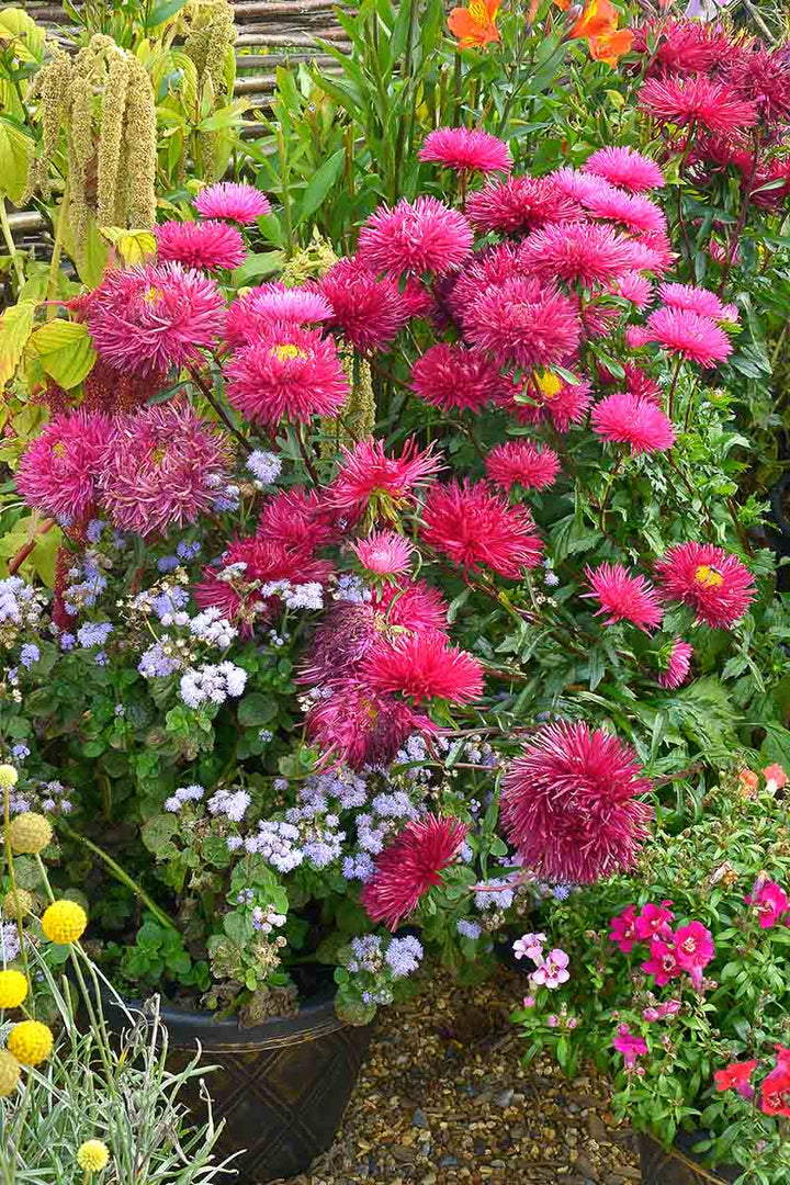 Red China Aster Flower Seeds for Planting – Heirloom, Non-GMO, High Germination, Cut Flower Favorite