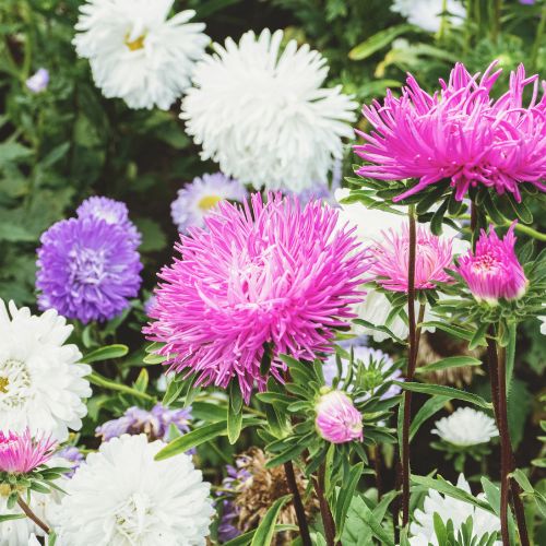 Mixed Crego Flower Seeds for Planting – Heirloom, Non-GMO, High Germination Organic Garden Seeds