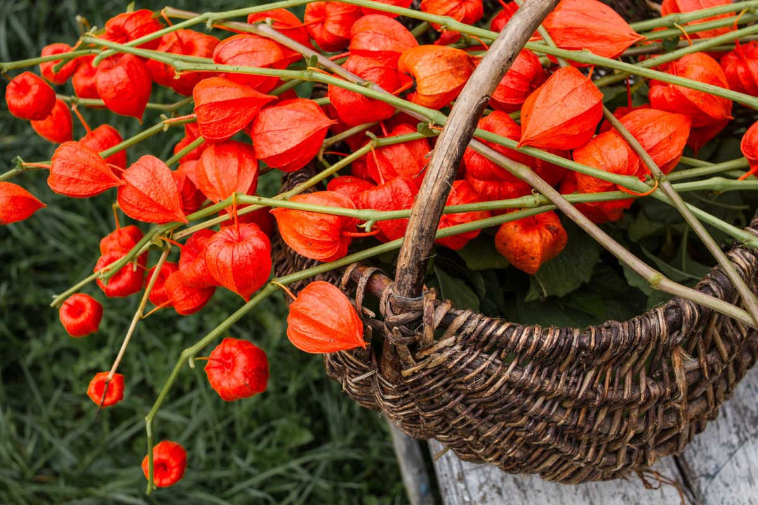 Red Alkekengi Plant Seeds for Planting – Heirloom & Non-GMO Garden Seeds for Ornamental & Edible