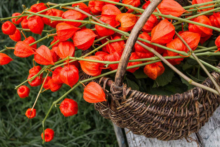 Red Alkekengi Plant Seeds for Planting – Heirloom & Non-GMO Garden Seeds for Ornamental & Edible