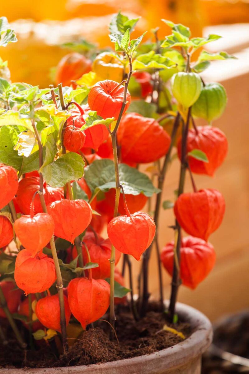 Red Alkekengi Plant Seeds for Planting – Heirloom & Non-GMO Garden Seeds for Ornamental & Edible