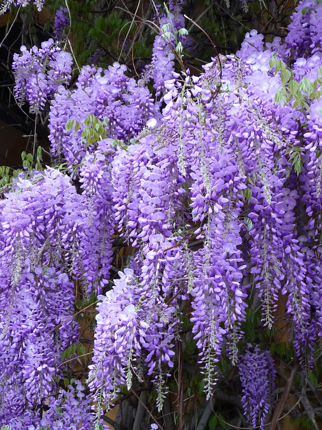 Wisteria Flower Seeds for Planting – Heirloom, Non-GMO, Compact Growth, High Germination Organic Garden Seeds