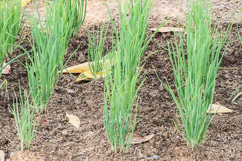 Chive Vegetable Seeds for Planting – Heirloom & Non-GMO Herb Seeds for Seasoning & Culinary Gardens