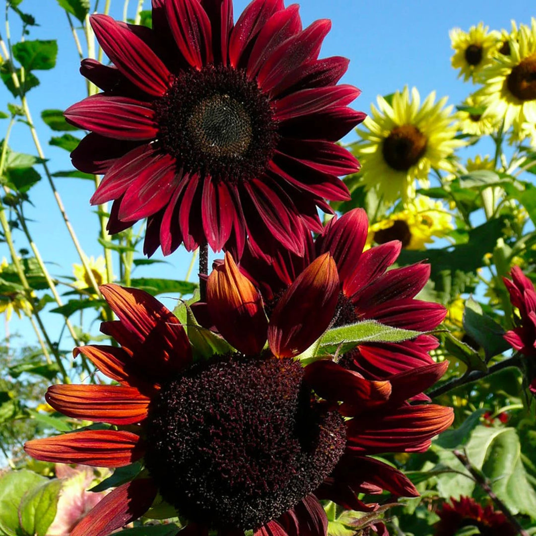 Cherry SunFlower seeds for Planting - Seasonal Bloomer, Heirloom & GMO Free Seeds for Home Garden | High Germination Organic Seeds