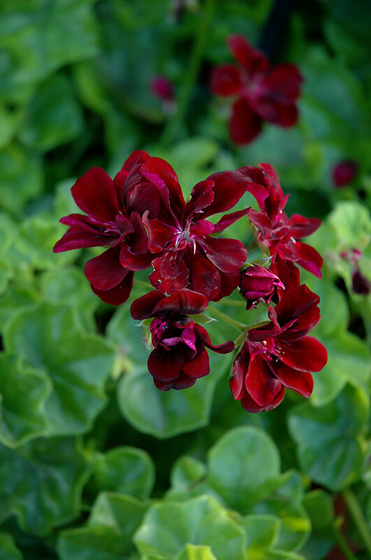 Maroon Geranium Flower Seeds for Planting – Heirloom, Non-GMO, High Germination Organic Garden Seeds