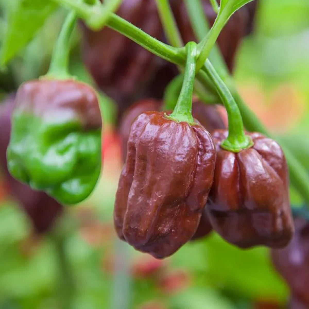 Chocolate Pepper Seeds for Planting – Heirloom Non-GMO Spicy Chili – Organic Garden Seeds, High Germination