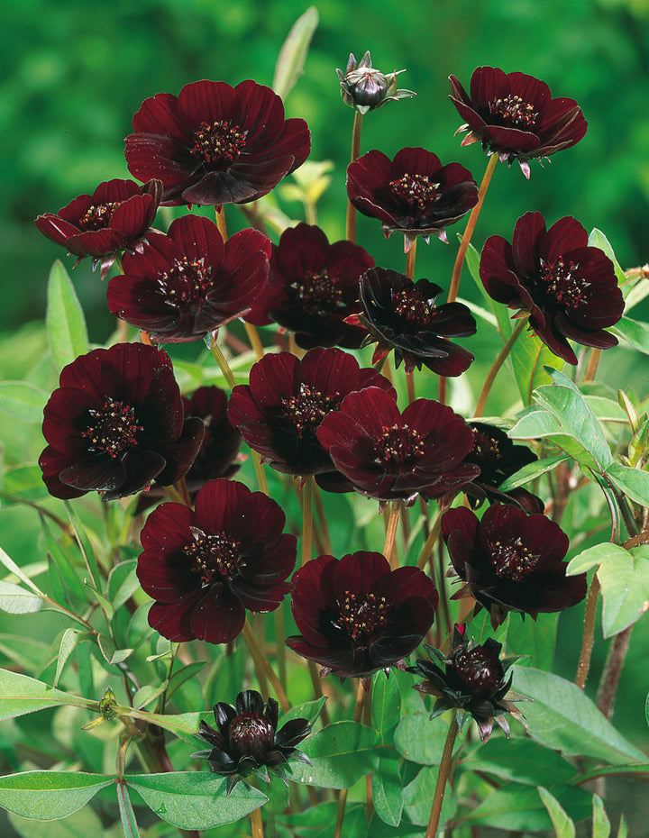 Chocolate Succulent Flower Seeds for Planting – Heirloom, Non-GMO, High Germination Border Variety