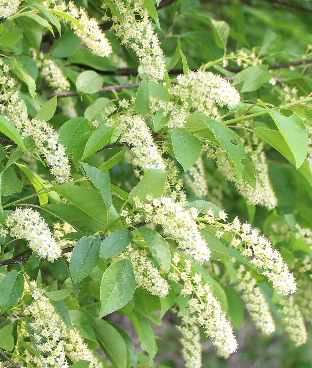 Flower Seeds, Seeds,Seeds For Planting,Plant Seeds