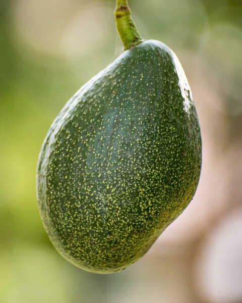 Choquette Avocado fruit seeds for planting - Heirloom & Non-GMO Garden seeds