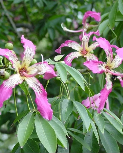 Chorisia Speciosa Flower Seeds for Planting – Heirloom Non-GMO High Germination