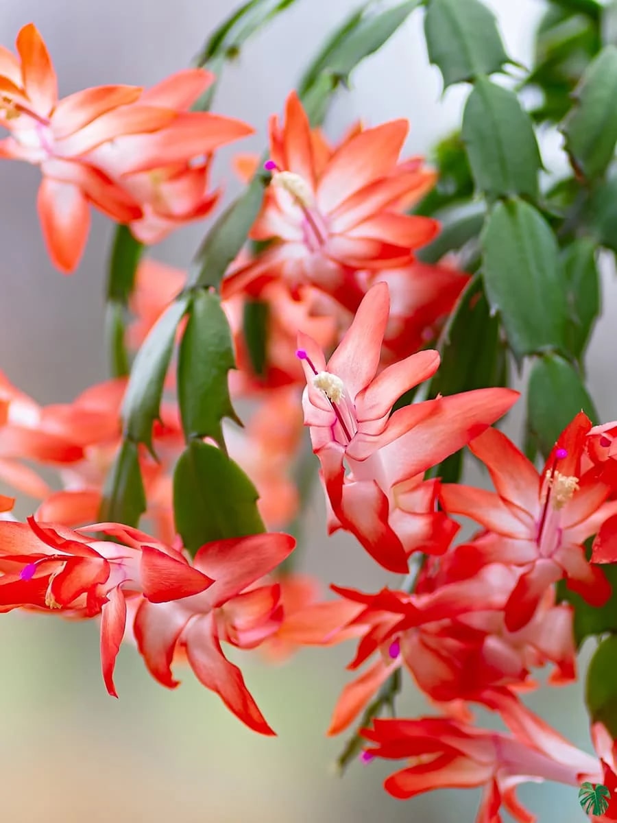 Red Schlumbergera Flower Seeds for Planting – Heirloom Non-GMO, High Germination Organic Garden Seeds
