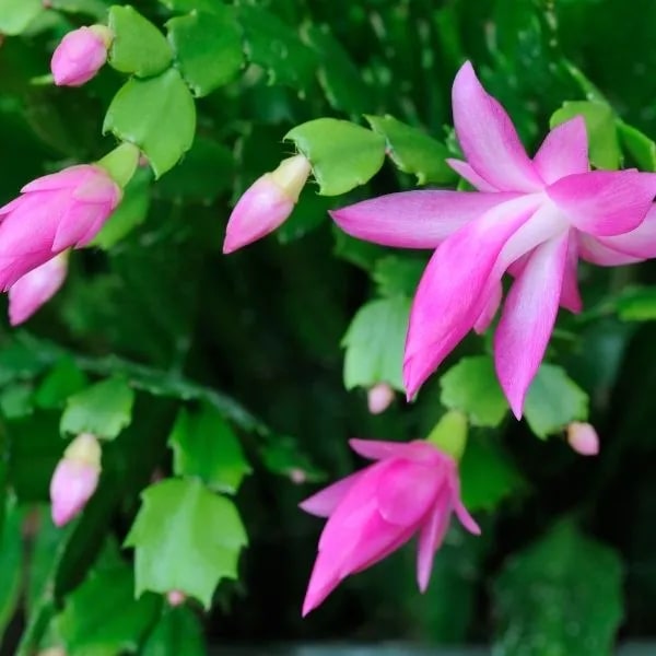 Purple Schlumbergera Flower Seeds for Planting – Exotic Christmas Cactus Blooms for Indoor & Outdoor Gardens