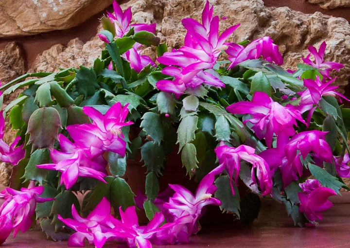 Purple Schlumbergera Flower Seeds for Planting – Exotic Christmas Cactus Blooms for Indoor & Outdoor Gardens