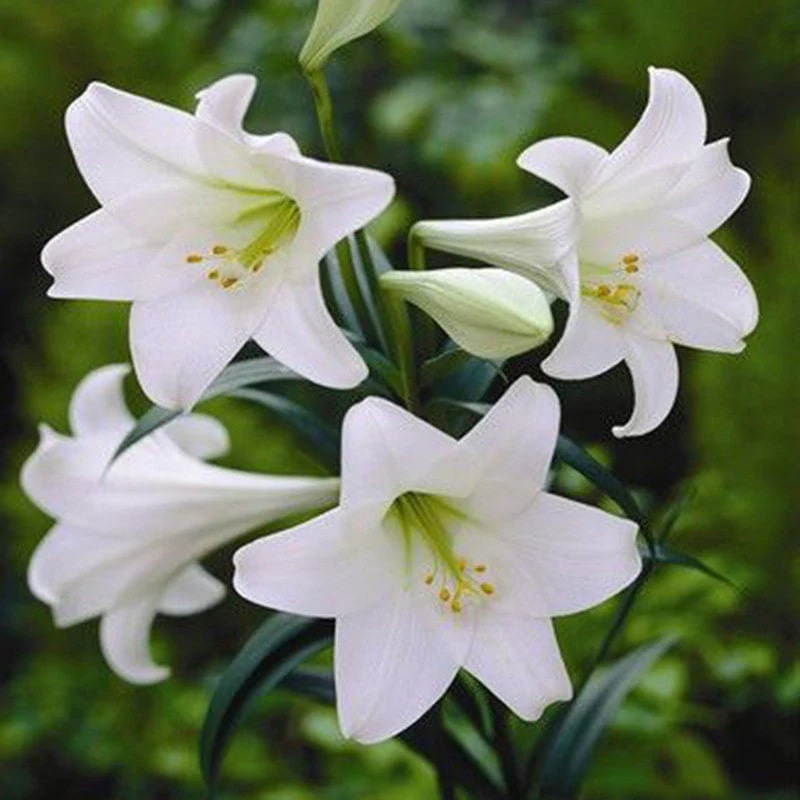 White Amaryllis Flower Seeds for Planting – Heirloom, Non-GMO, High Germination Organic Garden Seeds