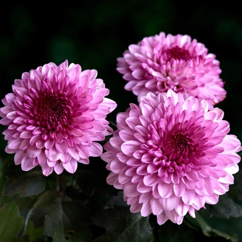 Baby Pink Chrysanthemum Flower seeds for Planting - Pollinator Friendly, Heirloom & GMO Free Seeds for Home Garden Non-GMO