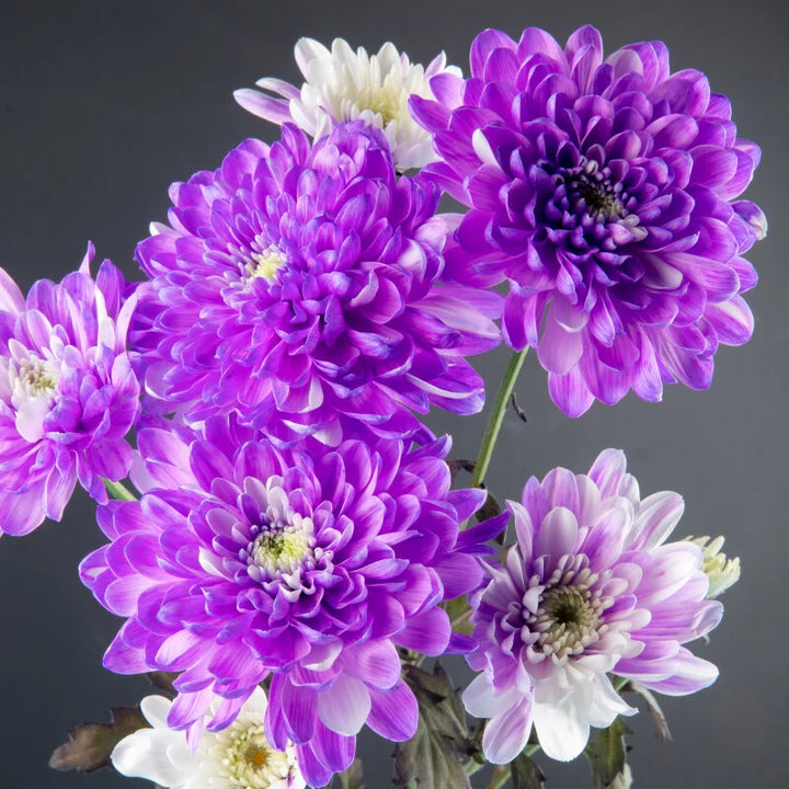 Deep Purple Chrysanthemum Flower Seeds for Planting – Heirloom Non-GMO, High Germination Organic Garden Seeds