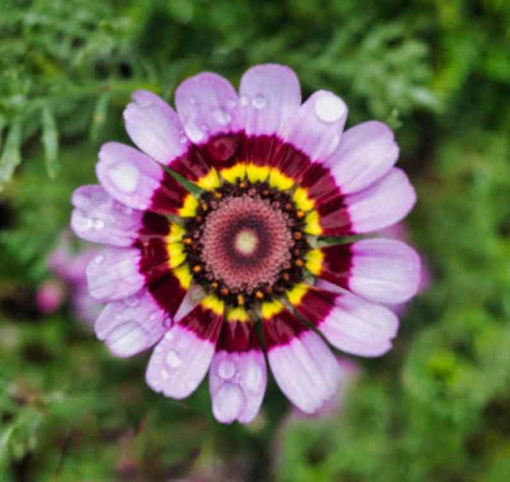 Purple Chrysanthemum Carinatum Flower Seeds for Planting – Heirloom Non-GMO, High Germination Organic Garden Seeds