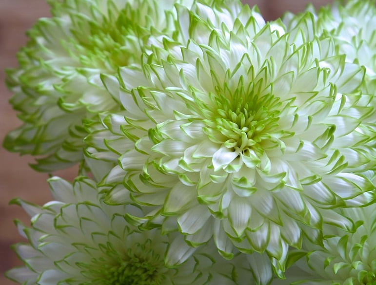 White Green Chrysanthemum Flower Seeds for Planting – Heirloom Non-GMO, High Germination Organic Garden Seeds