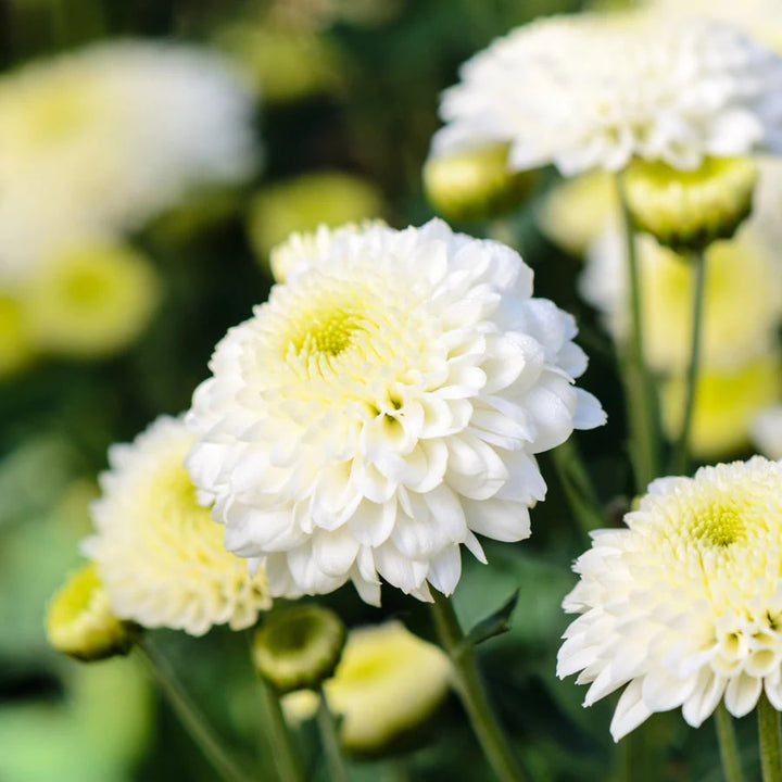 Yellow White Chrysanthemum Flower Seeds for Planting – Heirloom Non-GMO, High Germination Organic Garden Seeds