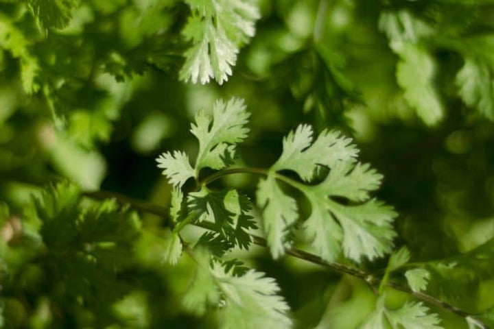 Organic Leisure Splits Cilantro Herb Seeds for Planting – Heirloom, Non-GMO, High Germination Garden Seeds