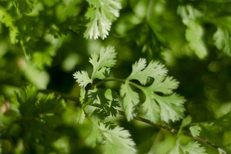 Cilantro Coriandrum Sativum Herb Seeds for Planting – Heirloom, Non-GMO Essential Culinary Garden Seeds