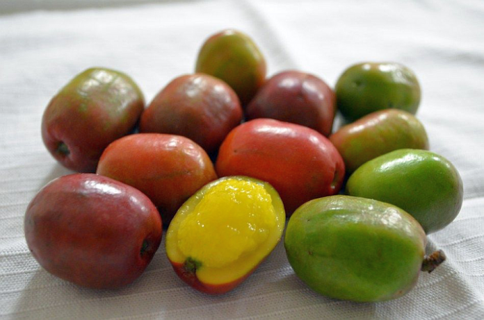 Ciruela fruit seeds for planting - Heirloom & Non-GMO Garden seeds, sweet Spanish plum tree variety