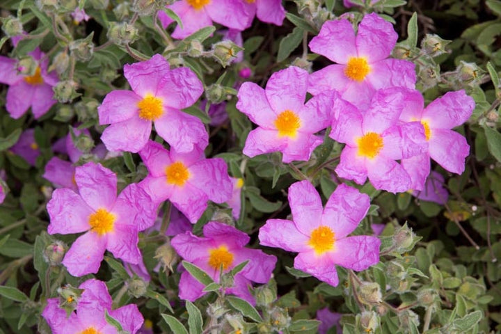 Cistus Creticus (Rockrose) Flower Seeds for Planting – Heirloom Non-GMO, High Germination Organic Garden Seeds