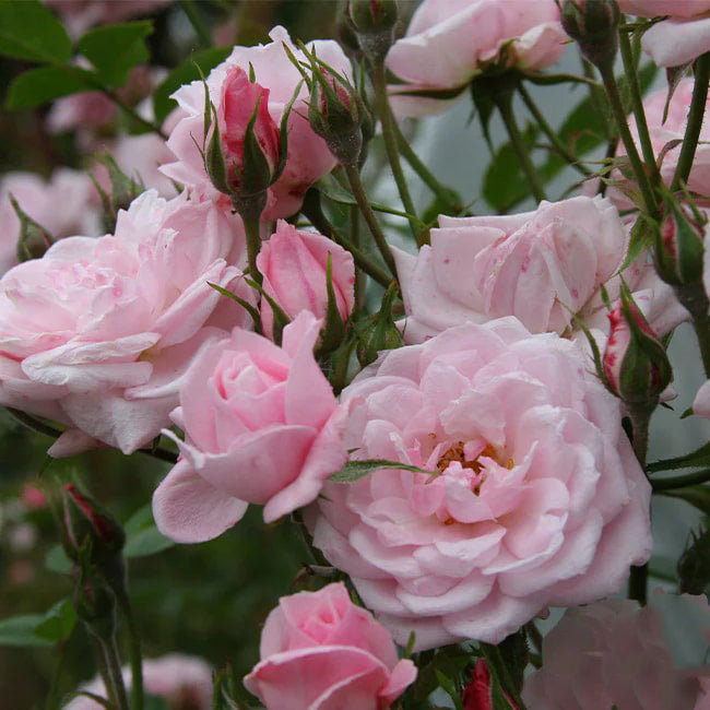 Light Pink Climbing Rose Seeds Flower Seeds for Planting – Fragrant Blossoms, Heirloom, Non-GMO